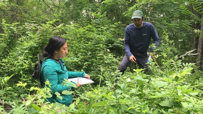 A graduate student and and undergraduate student taking samples of plants in thick underbrush.