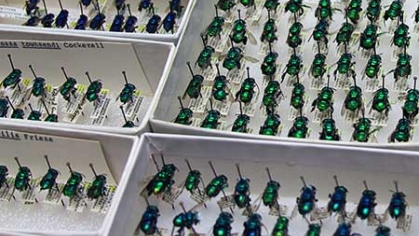 Pinned insect specimens.