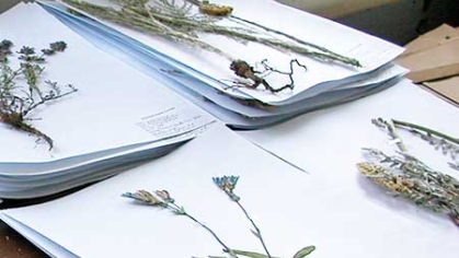 Plant specimens on sheets.